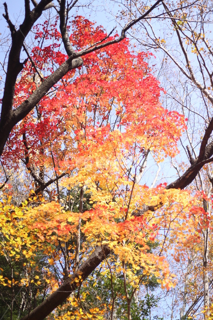 단풍,나무,가을,풍경,울릉도