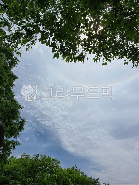 sky,cloud,rainbow,green,zelkova tree,tree,leaf