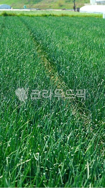 양파, 양파밭, 파, 밭, 밭농사, 사진,이미지,일러스트,캘리그라피 - BUSAN OPPA작가