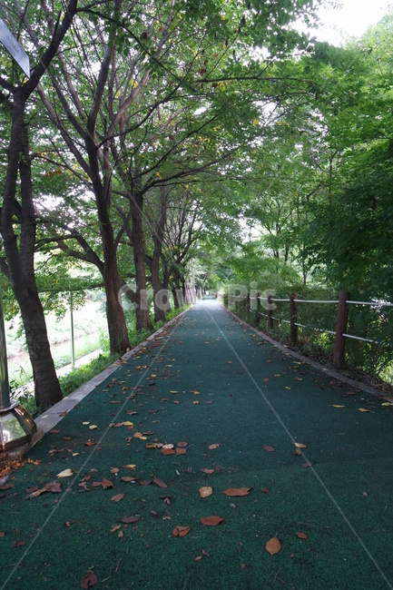 나무,자연,가로수길,가로수,공원,식물,휴식,nature
