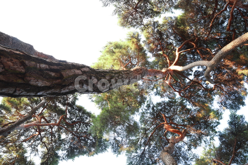 plant,식물,tree,나무,숲,grove,pinetree,소나무,나무줄기,treetrunk,식물,자연,plants,nature,나무,trees,wood