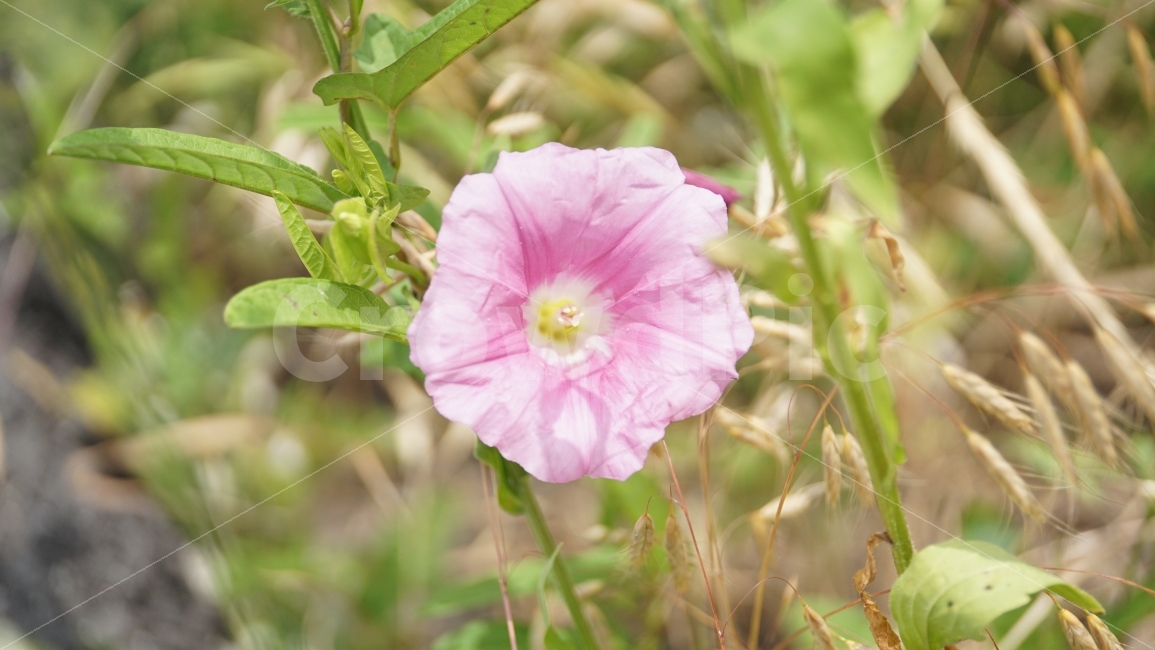 메꽃,꽃,플라워,식물,자연,flower,nature,여름,감성,감성사진,스냅,스냅사진,snap,snapshot,풍경,landscape,꽃사진,접사,macro,summer,계절,season,한국자연,korea,식물,자연,plants,nature,꽃,flower