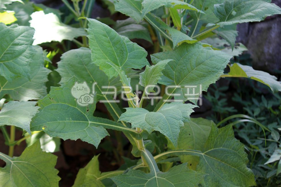 식물,plant,leaf,잎,야콘