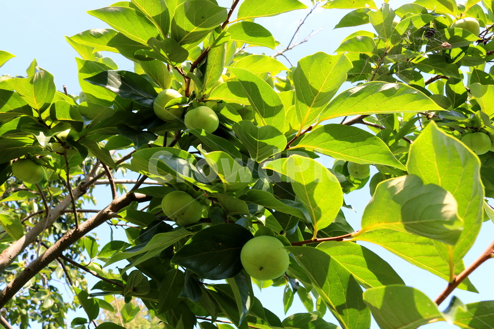 감,나무,감나무,식물,과일,열매,자연,식물,자연,plants,nature,과일,열매,fruit