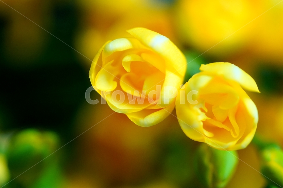 후리지아,후리지아꽃,봄꽃,화초,식물,자연,풍경,nature,landscape,식물,plants,꽃,flower,plant