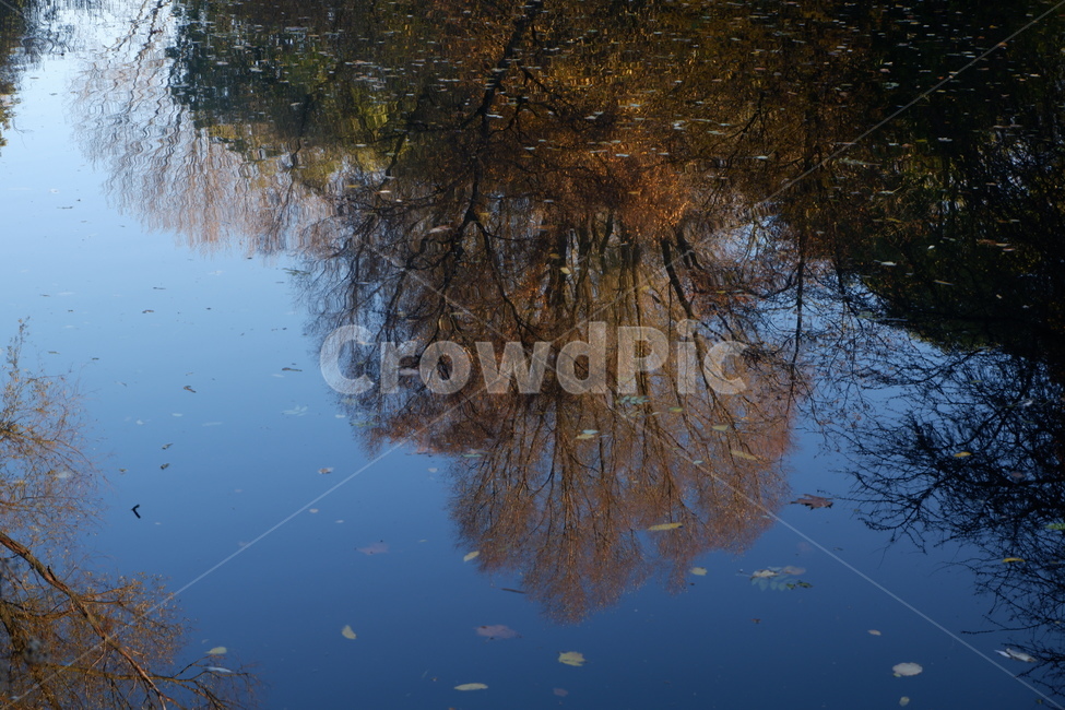 자연,가을,공원,단풍,나무,puddle,흐리게 하다,water,물,outdoors,옥외,nature,land,땅