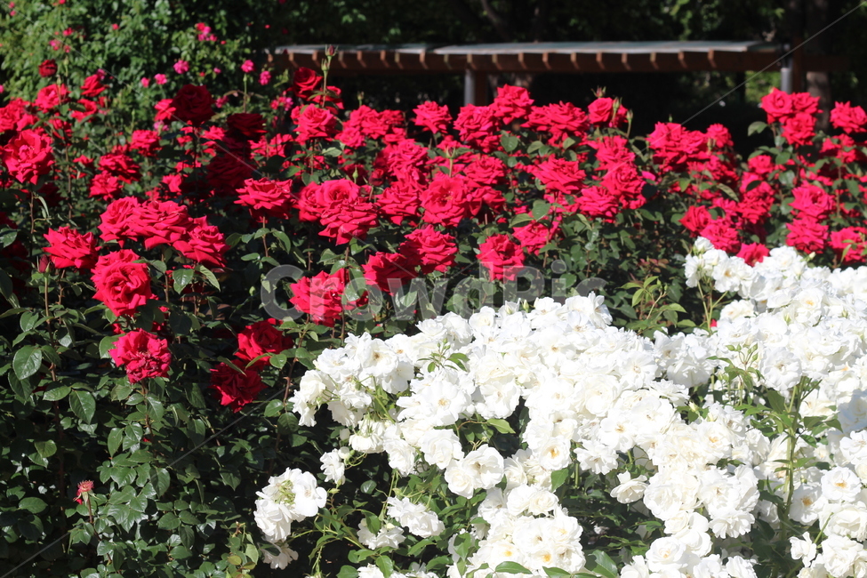 봄꽃,장미축제,장미꽃,장미,꽃,빨간장미,흰장미,redrose,whiterose,rose,flower,plant,식물,예쁜,화려한,식물,자연,plants,nature,꽃,flower