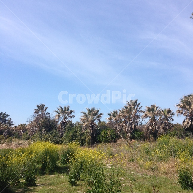 야자수,자연,outdoors,nature,옥외,산,자연,풍경,nature,landscape,식물,plants,나무,trees,wood