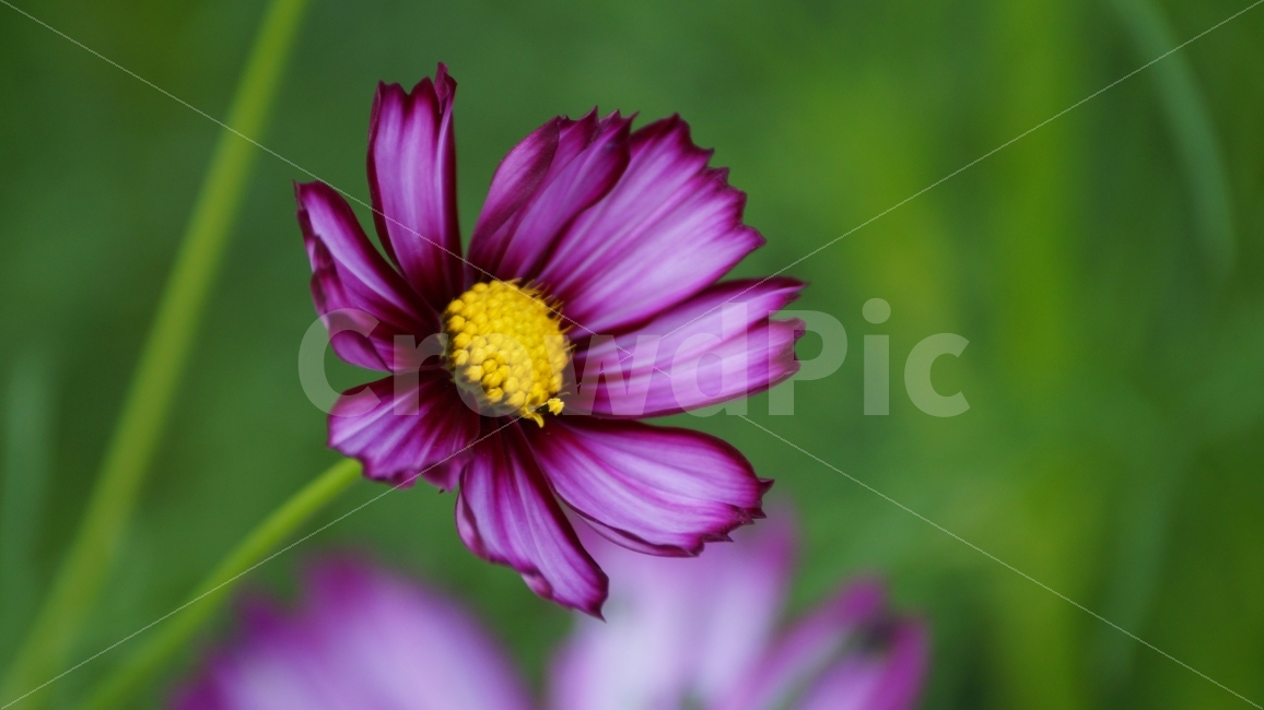 꽃,꽃사진,코스모스,가을,식물,가을,계절,fall,autumn,season,식물,자연,plants,nature,꽃,flower,plant,daisies,데이지,blossom,daisy