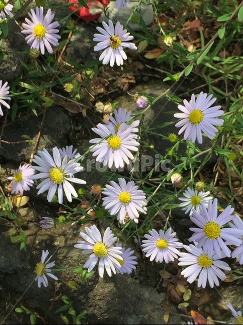 자연,꽃,구절초,flower,siberianchrysanthemum,식물,자연,plants,nature,꽃,flower