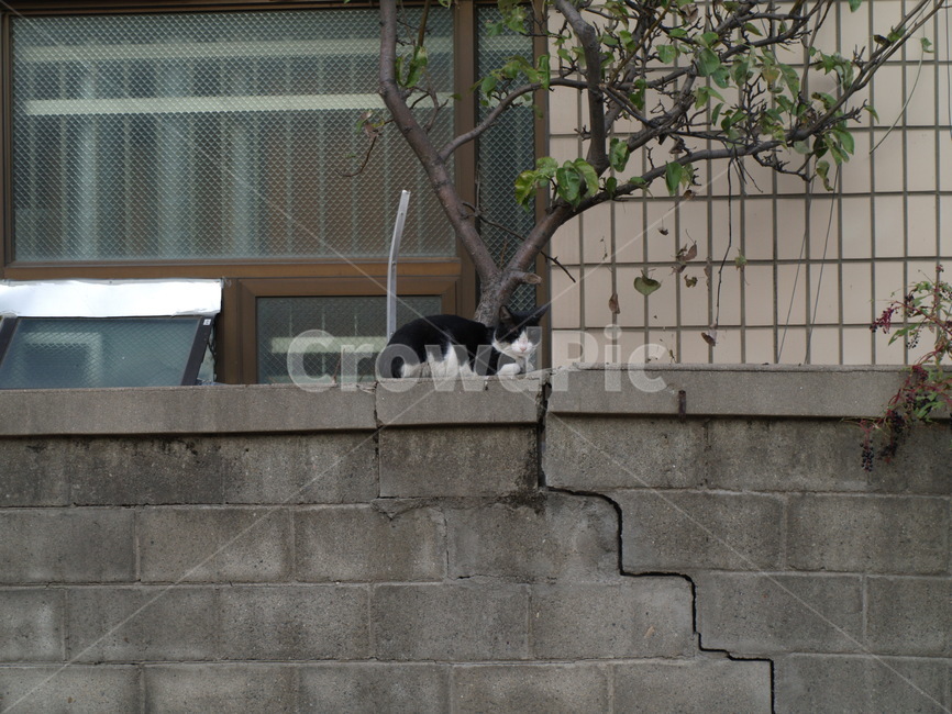 고양이,귀여운고양이,식빵,cat,동물,동물,animal,포유류,mammal,고양이,cat,kitten,kitty
