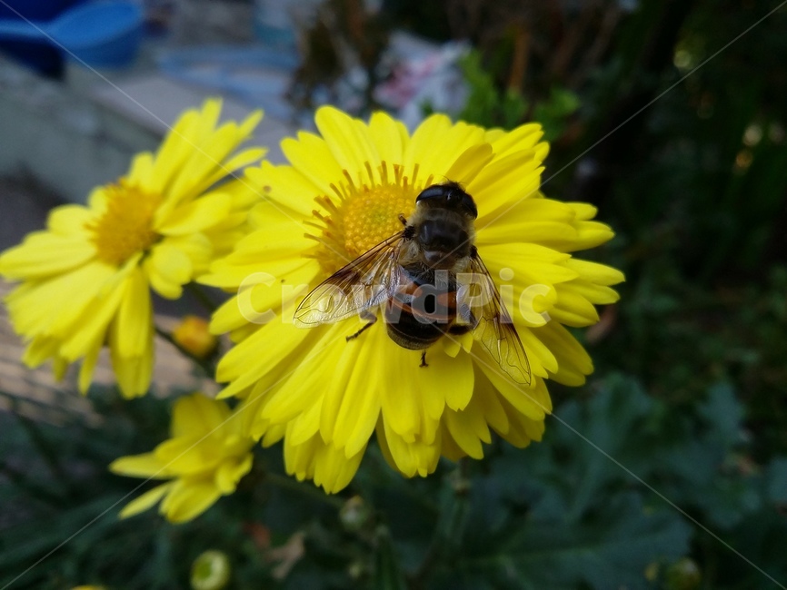 bee,벌,곤충,insect,꽃,식물,자연,plants,nature,꽃,flower