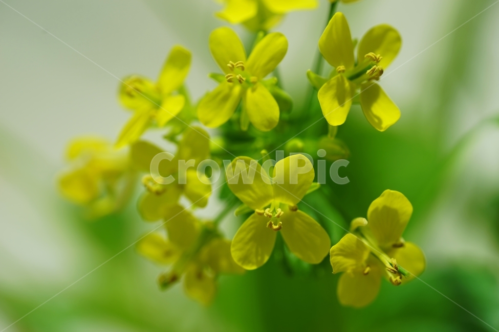 유채꽃,노랑유채,봄꽃,평지,유채,봄,계절,spring,season,식물,자연,plants,nature,꽃,flower,plant