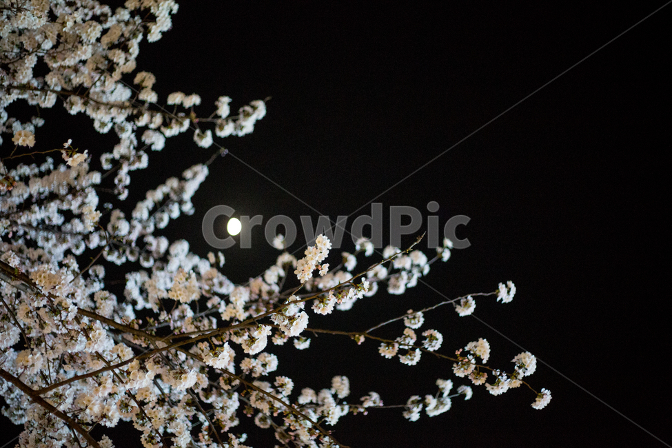 벚나무,왕벚꽃나무,벚꽃,왕벚꽃,cherryblossom,봄,계절,spring,season,야경,밤,풍경,nightscape,night,landscape,꽃,flower,plant,식물