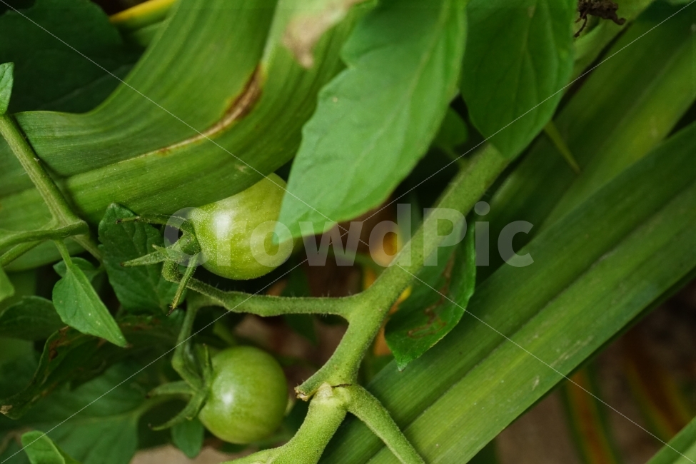 방울토마토,방울,토마토,과일,열매,fruit,야채,식물,자연,nature,summer,여름,감성사진,힐링사진,감성,힐링,채소,vegetable,farm,farmer,농산물,농작물,재배,수확,tomato,시골,밭,스냅,스냅사진,스넵,스넵사진,snap,한국의자연,한국자연,한국풍경,여름꽃,snapshot,plant,plants,음식,식재료,요리,food,cook,meal,dishes,food reserves,채소,야채,vegetables