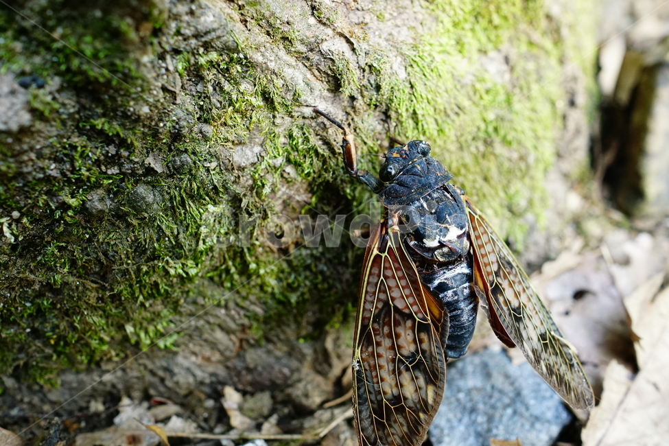 매미,곤충,벌레,자연,insect,cicada,nature,나무,tree,여름,8월,식물,숲,숲속,수목원,closeup,접사,summer,august,plants,동물,animal,곤충,벌레,insect,bug