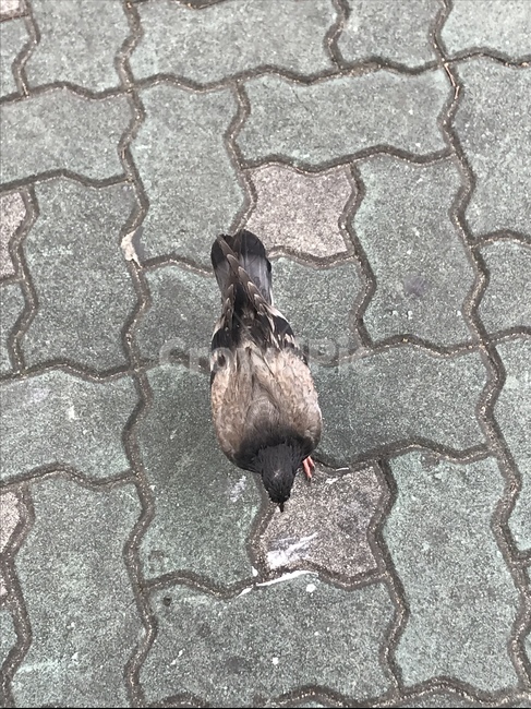 비둘기,새,보도블록,보도,길,동물,pigeon,bird,sidewalkblock,sidewalk,road,animal