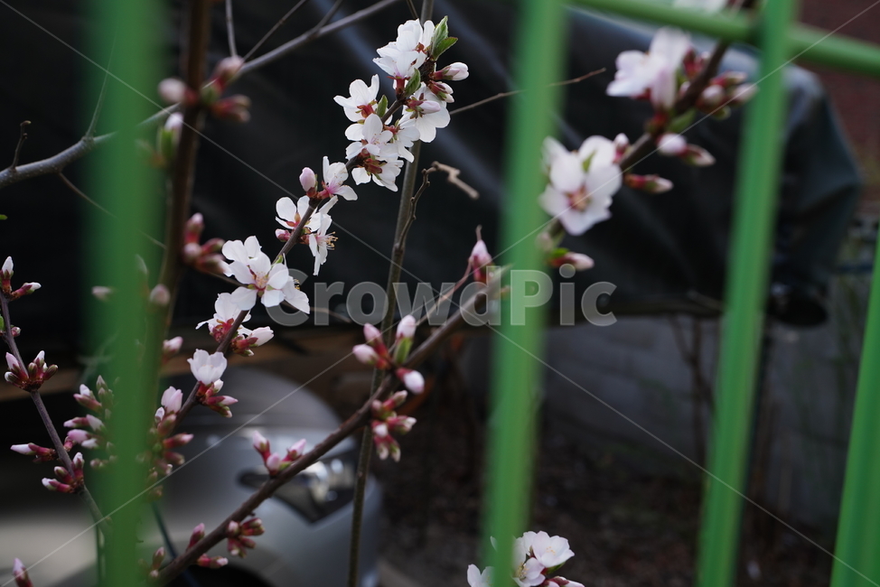 벚꽃,봄꽃,봄,계절,느낌,감성,색감,화이트,꽃,플라워,생물,식물,flower,생명,식물,자연,plants,nature,꽃,flower