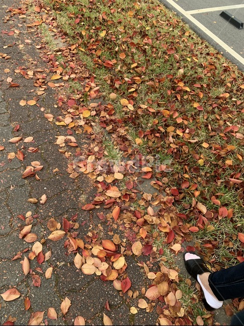 낙엽,가을,잔디,풀,자연,감성,단풍,계절,분위기,maple,ground,땅,바닥,길,leaves,가을,계절,fall,autumn,season,식물,자연,plants,nature,plant,leaf,잎