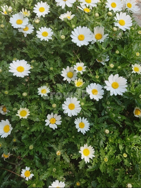 plant,식물,데이지,꽃,daisy,식물,자연,plants,nature
