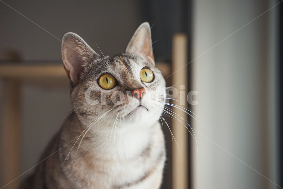 고양이,반려동물,냥,애완동물,집중,눈빛,유기묘,길냥이,애완묘,반려묘,코리안숏헤어,아메리칸숏헤어,믹스냥,kitten,새끼,새끼고양이,아깽이,집사,cat,pet,animal,동물,mammal,포유류,집고양이,애교,애묘,동물,animal,포유류,mammal,고양이,cat,kitten,kitty