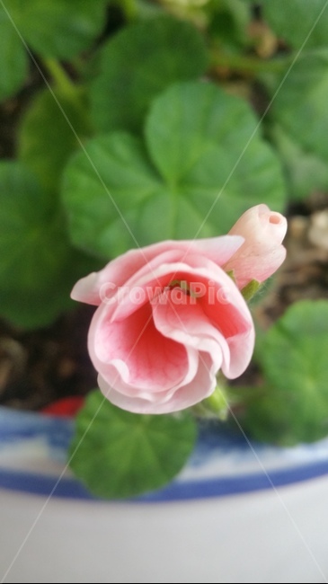 꽃,자연,계절,플라워,아름다움,색감,개화,flower,식물,자연,plants,nature,꽃,flower