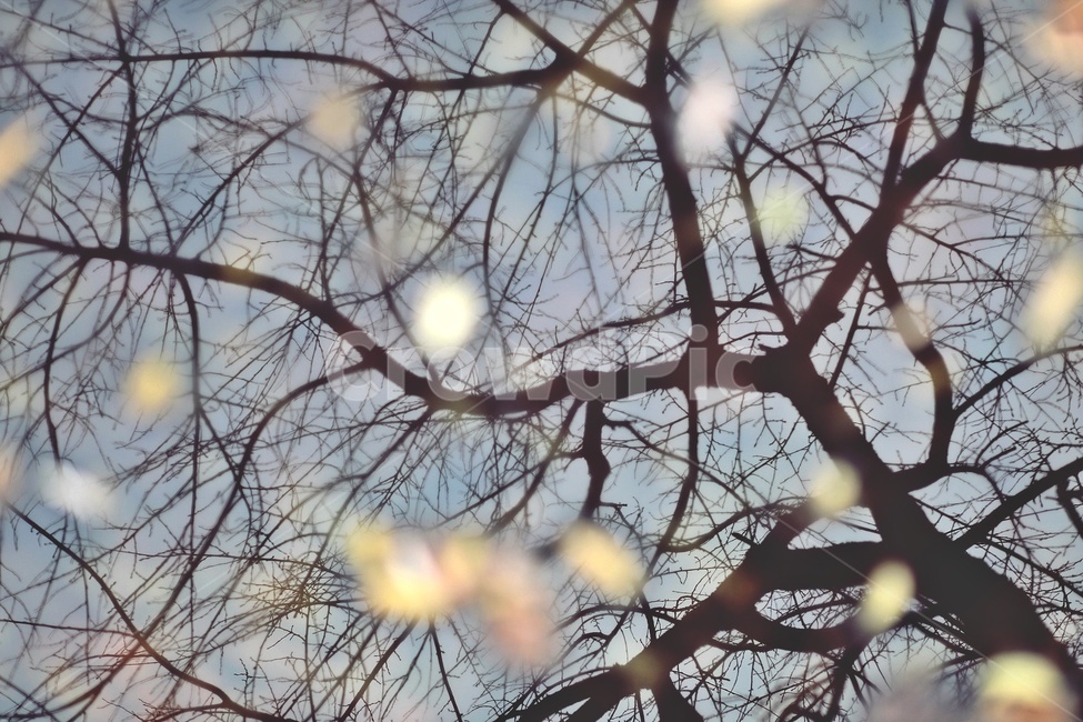나무,반영,공원,tree,reflection,park,그림자,실루엣,나뭇가지,shadow,silhouette,자연,풍경,nature,landscape,실루엣,그림자,silhouette,shadow,flare,플레어,light,빛