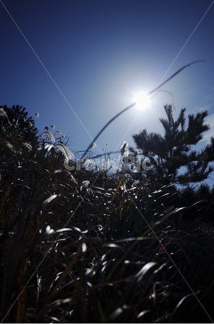 light,빛,flare,플레어,sunlight,햇빛,blue,갈대,파란,푸른,파란하늘,푸른하늘,sky,reeds,wind,바람