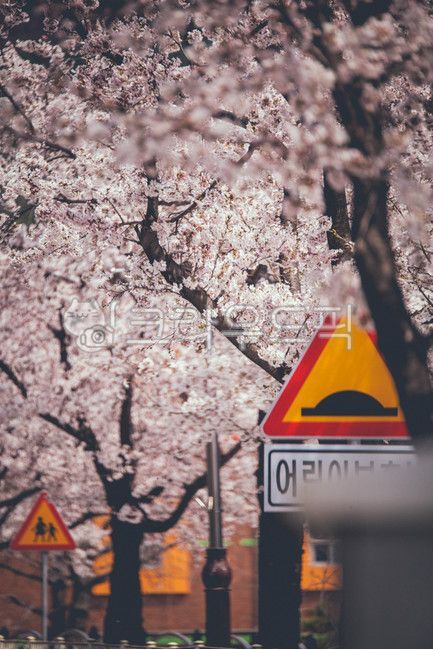 거리,벛꽃,감성,분홍색,하양색,봄,계절,spring,season