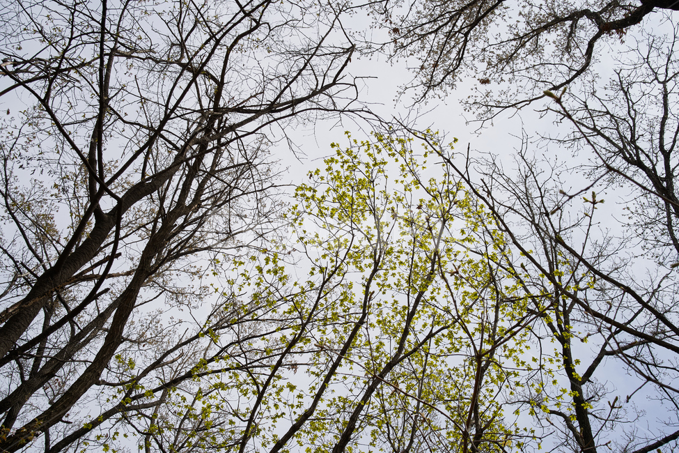 나무,잎,하늘,산,봄,tree,sky,mountain,자연,풍경,nature,landscape,plant,식물