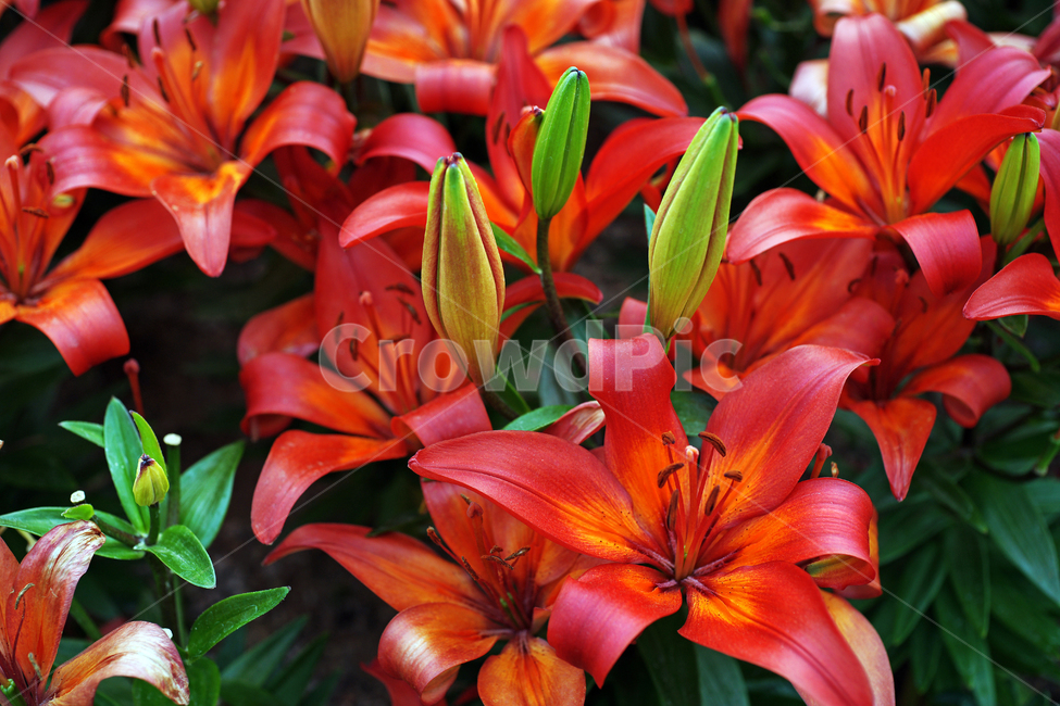 백합,여러해살이풀,꽃,화초,flower,식물,관상용,liliumlongiflorum,식물,자연,plants,nature,꽃,flower