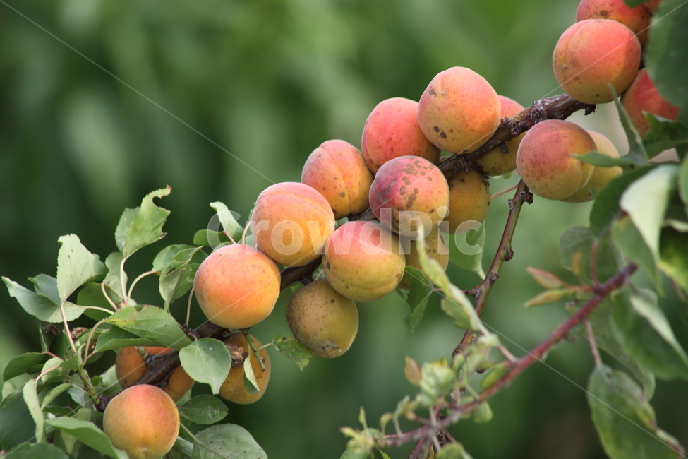 매실,황매실,열매,약용식물,japaneseapricot
