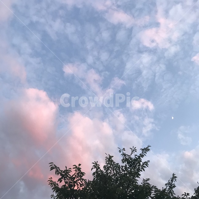 색감,감성,감성사진,힐링,하늘,구름,핑크,나무,배경,느낌,사진,풍경,pink,sky,cloud,color,tree,feeling,picture,sensitive