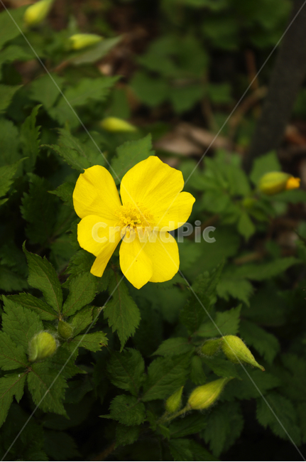 식물,plant,자연,nature,꽃,flower,봄,spring,계절,식물,자연,plants,nature,꽃,flower