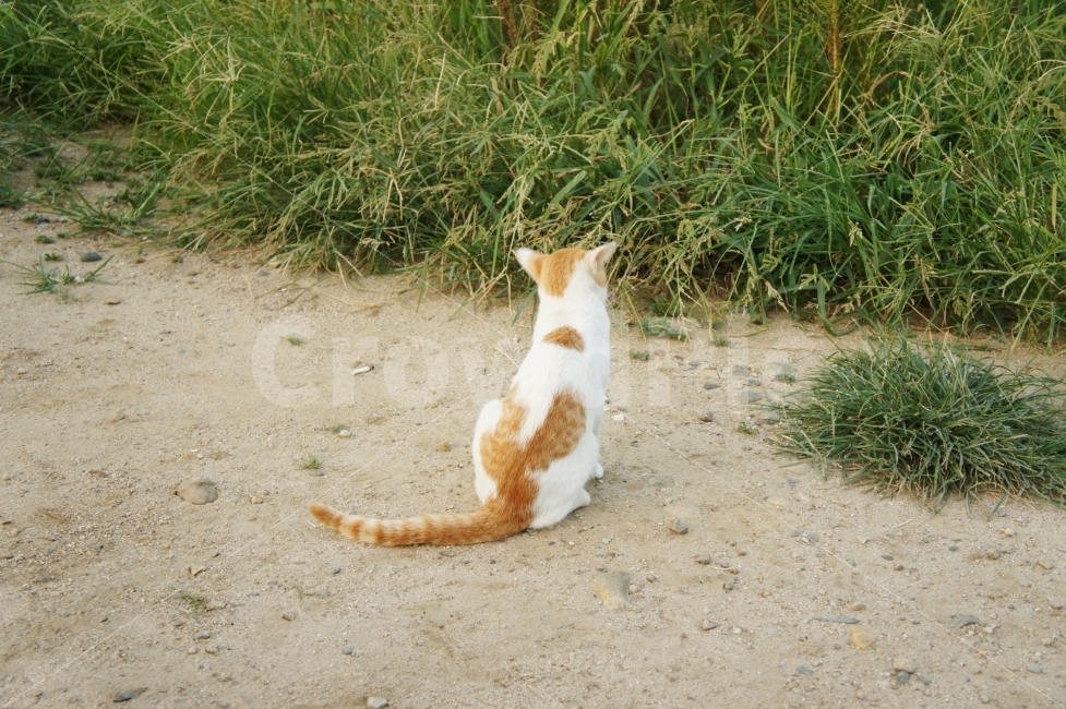 고양이,길냥이,동물,자연,공원,외로움,동물,animal,포유류,mammal,고양이,cat,kitten,kitty