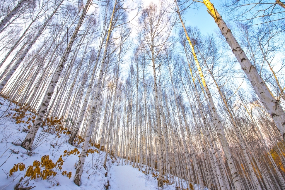 인제자작나무,자작나무,눈풍경,풍경사진,겨울숲,풍경,여행,자연,풍경,nature,landscape,식물,plants,나무,trees,wood,plant,tree,grass,잔디