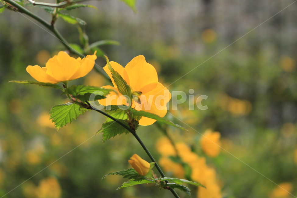 꽃,노란꽃,공원,식물,자연,flower,yellow,yellowflower,background,배경,nature,plant,park,warm,spring,봄,여름,summer,leaf