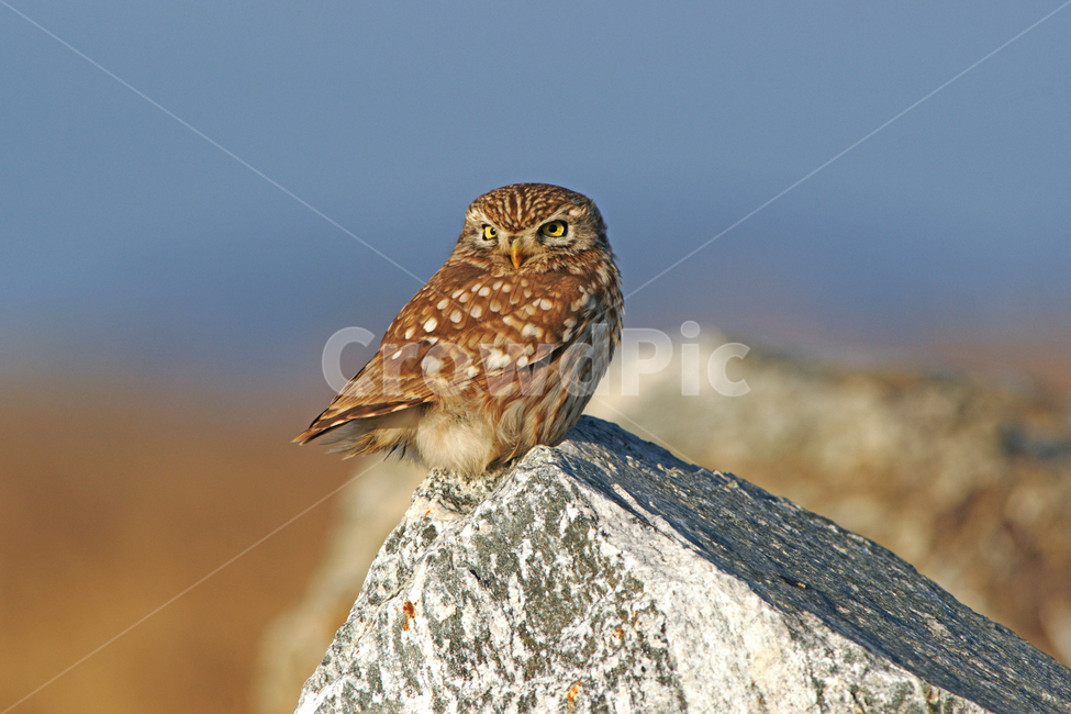 금눈쇠올빼미,천연기념물,조류,맹금류,새,동물,animal,조류,새,birds