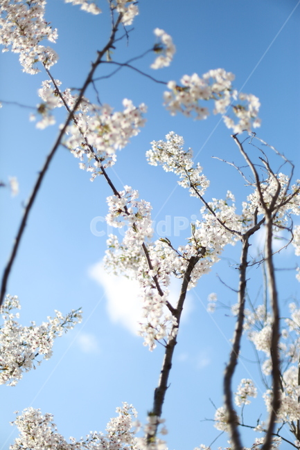 벚꽃,벚꽃나무,봄,spring,하늘,sky,cherryblossom,꽃,flower,구름,벚나무,cherrytree,cherryblossomtree,봄꽃,cloudy,봄,계절,spring,season,식물,자연,plants,nature,꽃,flower,plant,blossom,cherry blossom