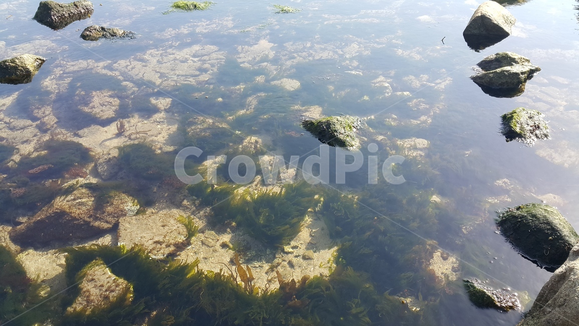 동해바다,강원도,맑은물,해초,돌,바다,투명,자연,풍경,nature,landscape,plant,식물,algae,조류