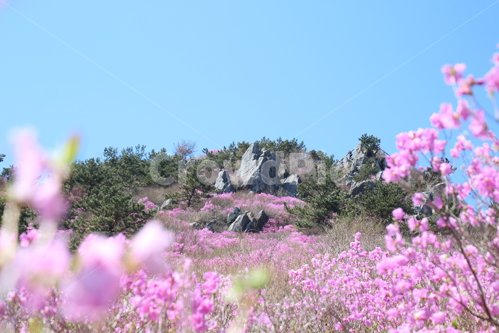 대금산,진달래,꽃,봄,품경,봄,계절,spring,season,자연,풍경,nature,landscape,plant,식물