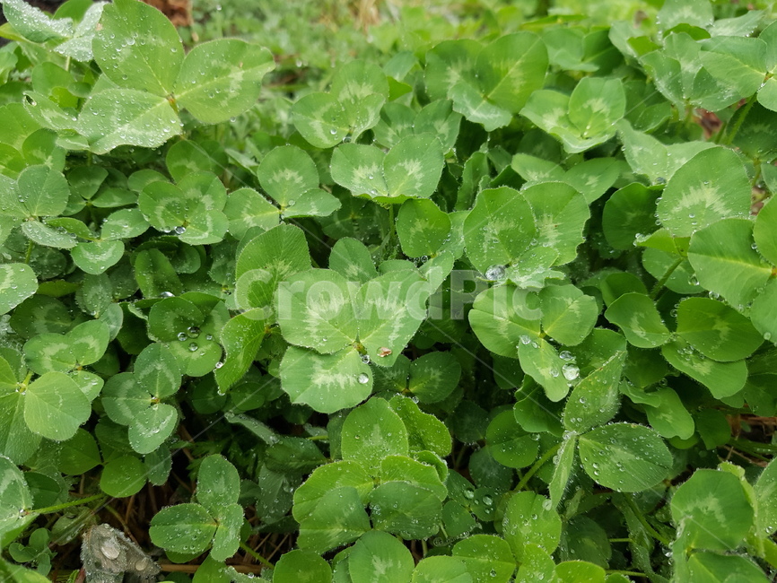 세잎클로버,섐록,토끼풀,행복,식물,자연,식물,자연,plants,nature