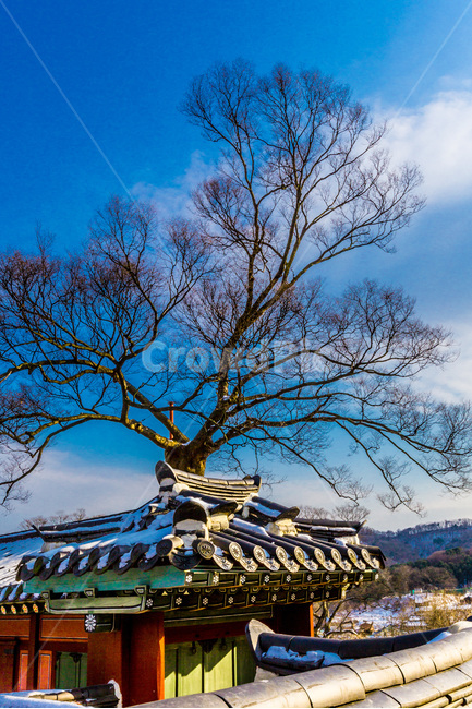 문화유산,고궁,기와,담장,고목,전통,겨울,계절,winter,season,한국전통,한국문화,korean traditional,korean culture,식물,자연,plants,nature,나무,trees,wood,건축물,건물외관,exterior,building,structure,architecture,construction