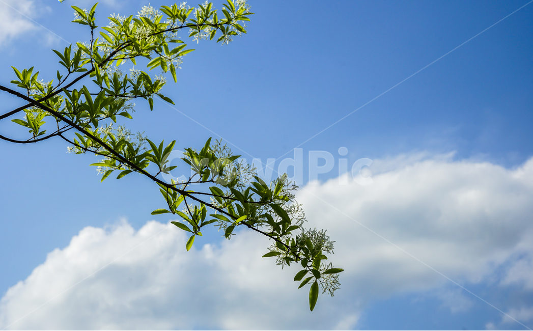 5월,이팝나무,축제,이팝나무와구름,이팝나무꽃,식물,자연,plants,nature