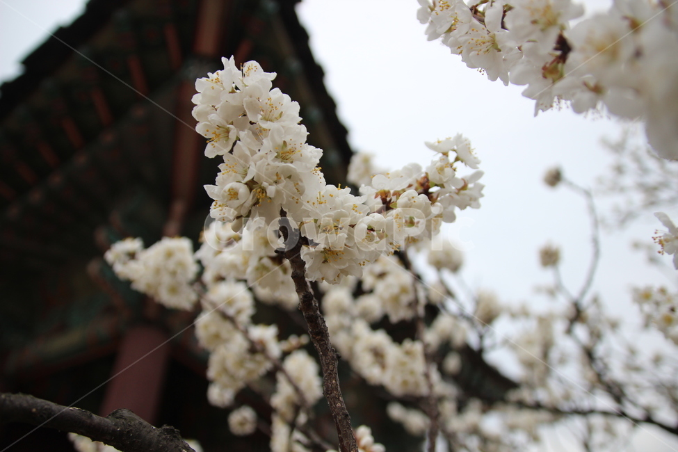 봄,매화,벚꽃,궁궐,한옥,지붕,꽃,자연,봄,계절,spring,season,식물,자연,plants,nature,꽃,flower,plant,blossom