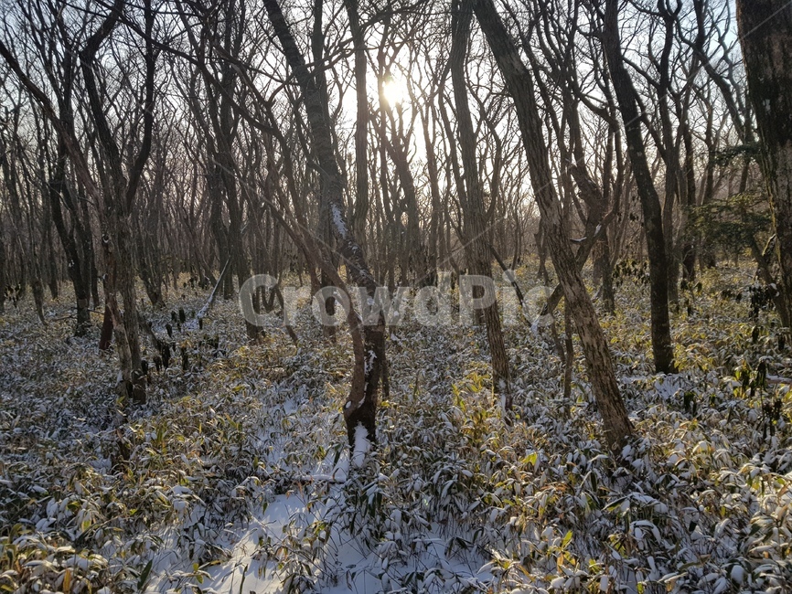 나무,햇살,등산,풀,자연