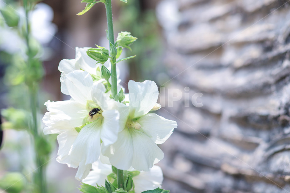 plant,식물,꽃,flower,하얀꽃,식물,자연,plants,nature,꽃,flower