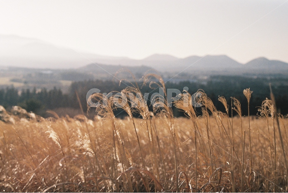 가을,억새,풍경,필름,감성,자연,풍경,nature,landscape,grass,잔디,plant,식물
