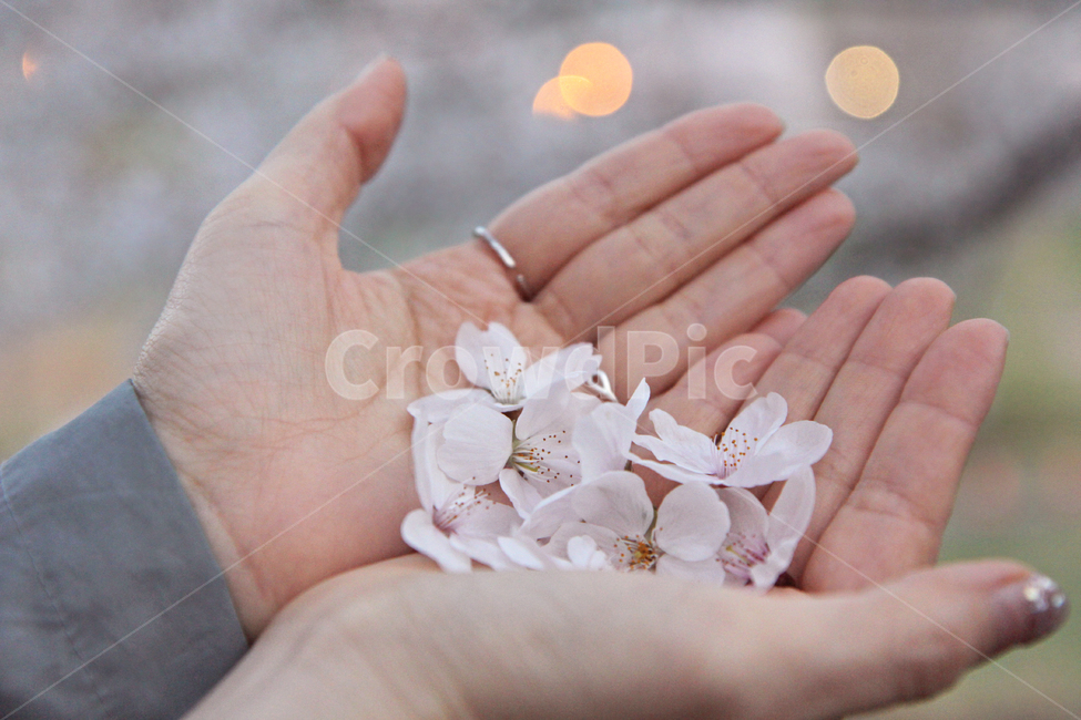 벚꽃,벚꽃잎,꽃잎,손바닥,봄꽃,봄,식물,plant