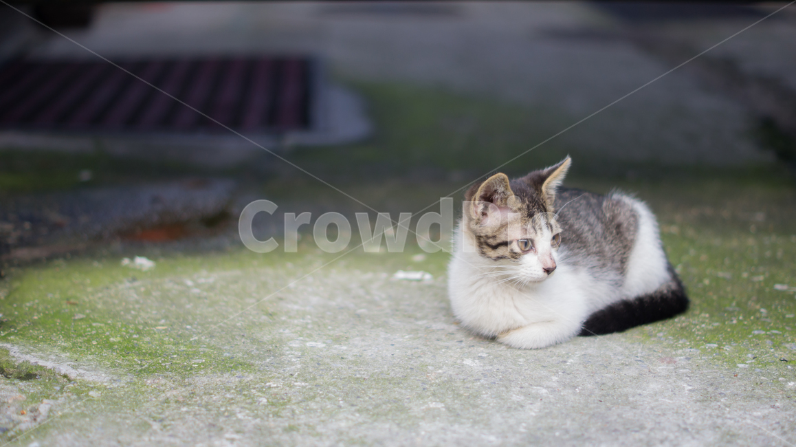 고양이,길고양이,고양이새끼,새끼고양이,포유류,동물,반려동물,애완동물,cat,pet,animal,mammal,kitten,kitty,동물,animal,포유류,mammal,고양이,cat,kitten,kitty
